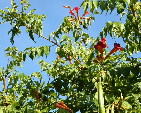 P1080567 Fleurs et fruits de bignone