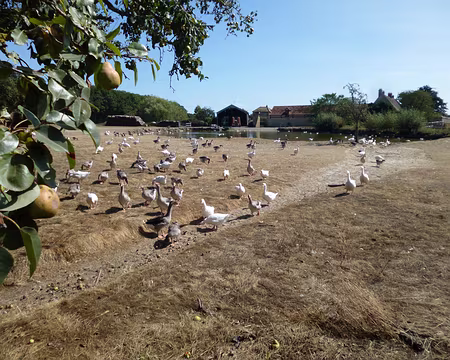 P1080577 ...de la ferme des Sueurs et ses oies.