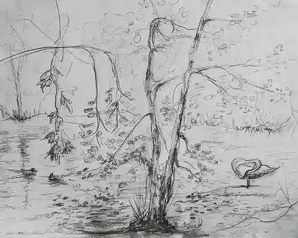 24 Pause dessin : L'étang avec un cygne poseur et 2 poules d'eau.