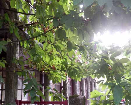 31 Vraie guinguette dans les vieux châtaigners, le Pavillon Lafontaine.