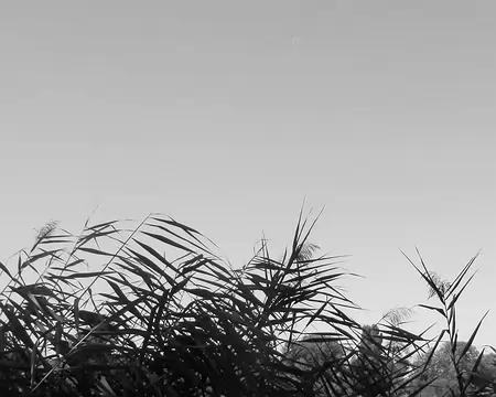 P9020235-01 Griffés