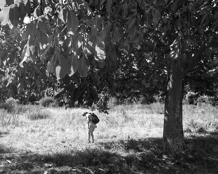 P9020243-01 Ramassées