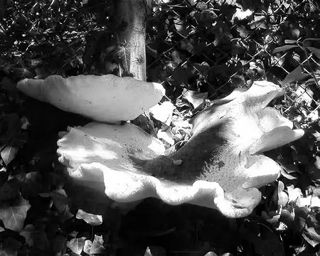 P9020246-01-01 Ondulés (polypores)