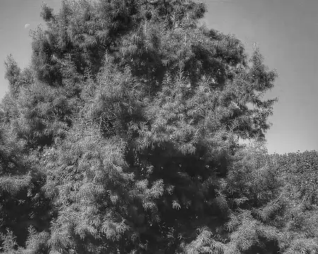 P_20180902_113817-01 Ombragés (cyprès chauve)