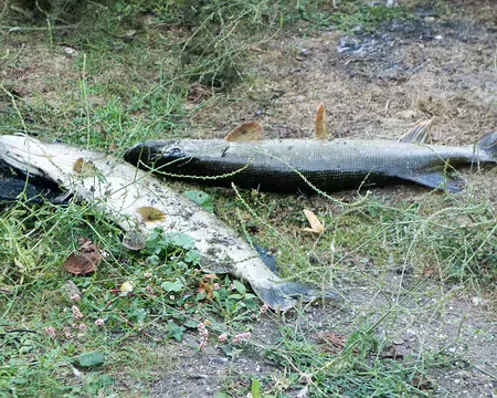 20180902-11h39m32s-DSC08829-V3 Brochets