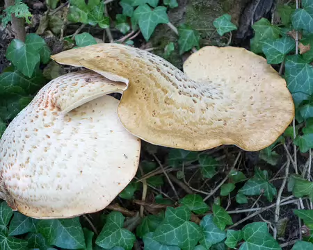 20180902-12h36m31s-DSC08837-V3