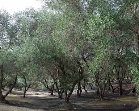 2018_10_19-11_55_14 Notre 1ère oliveraie