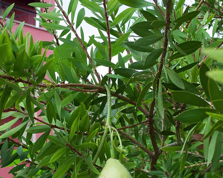 2018_10_22-11_12_39 Chouchou