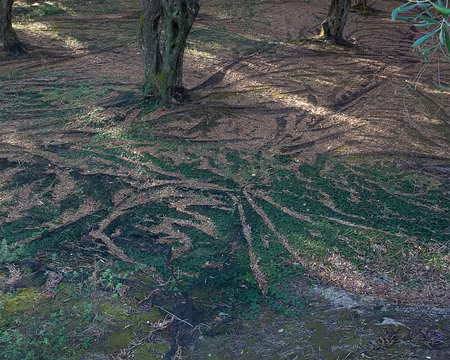 2018_10_25-09_27_19 Filets à olives