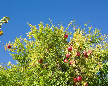 2018_10_26-09_05_41 Grenades