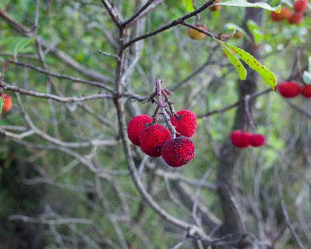 2018_10_26-09_43_48 Arbouses