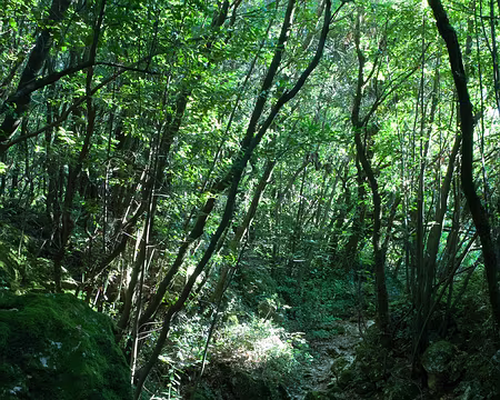 2018_10_26-10_16_19 Sous-bois