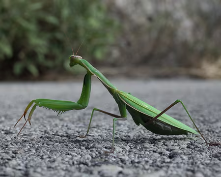 2018_10_26-14_52_46 Mante religieuse