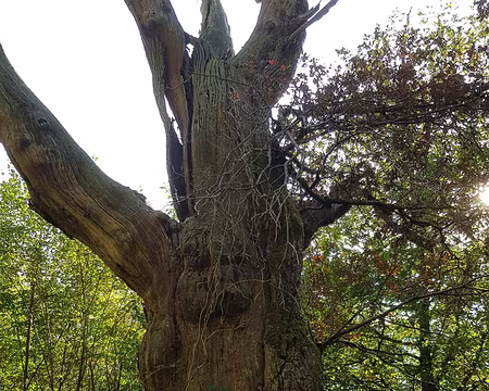 2018_10_09-11_23_27 Chêne du Grand Veneur