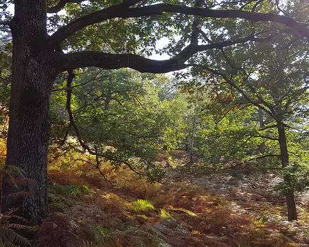 2018_10_09-12_03_12 Près de Gambaiseul