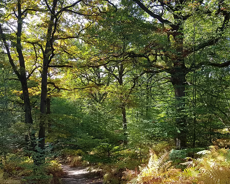 2018_10_09-12_05_52 Près de Gambaiseul