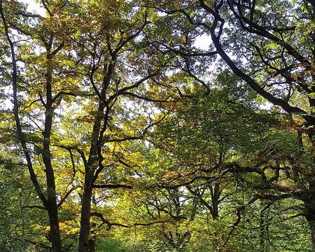 2018_10_09-12_05_57 Près de Gambaiseul