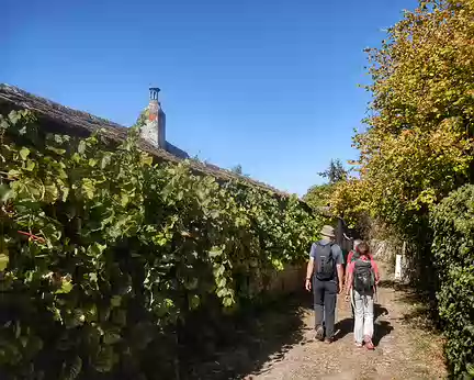 16 Thomery. Le chemin des Longs Sillons qui serpente entre les murs à raisin et les jardins à vignes.