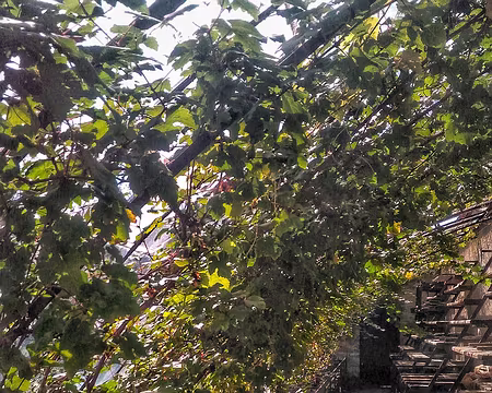 21 On y produisait du raisin frais toute l'année dans des serres chauffées.