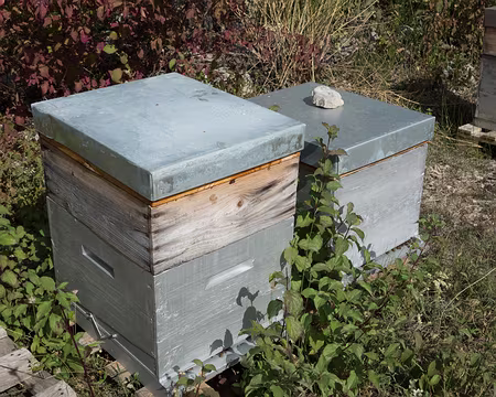 20181006-11h49m24s-DSC09095-V3 Les ruches sont devant...