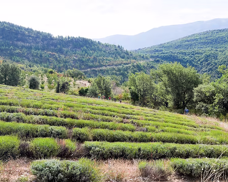 20181006-12h26m25s-P1110210-V3 la lavande