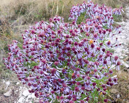 20181006-16h42m47s-DSC09099-V3