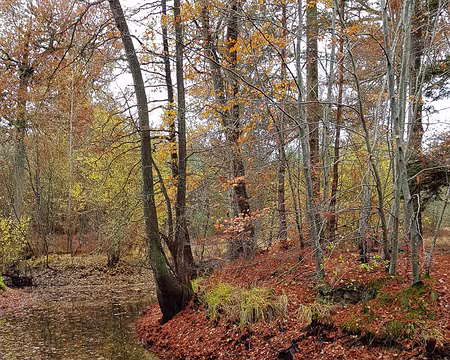 20181113_094247 Mare aux Cerfs