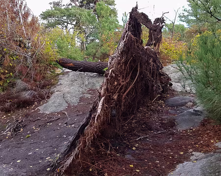 20181113_113231 Arbre déraciné
