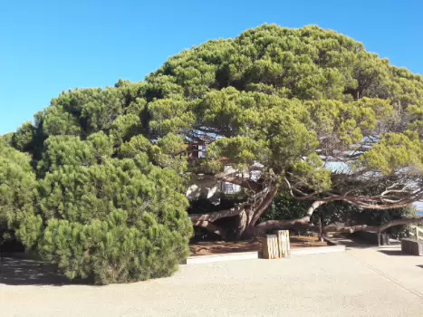 2018-11 Bombannes - Le Cap Ferret