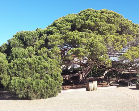 Pin tortueux près de l'embarcadère de Bélisaire Pin tortueux près de l'embarcadère de Bélisaire