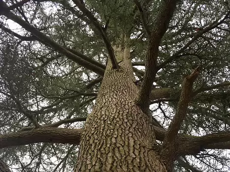 2018-11 Fontainebleau automne