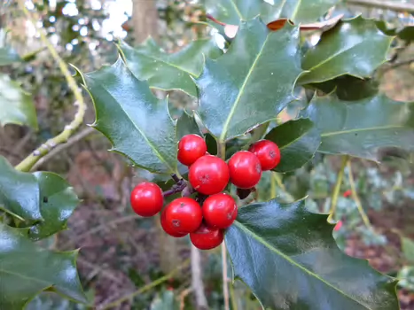 2018-11 Fontainebleau