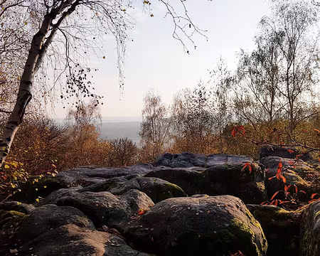 20181121_154220 Le Sanglier près de la Ferté-Alais