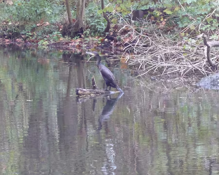 P1090386 Cormoran se mirant dans l'Essonne