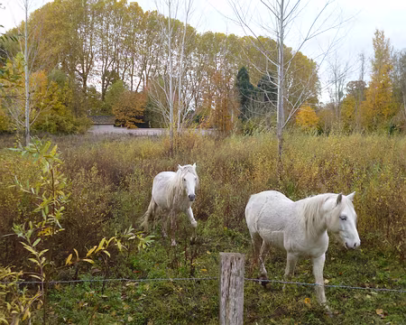 P1090416 Chevaux de race camarguaise dans les marais de Cercanceaux