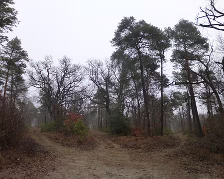 P1090837 Carrefour du daim