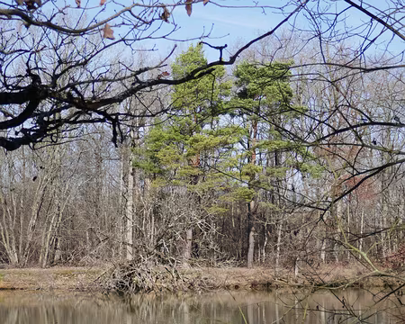 P1050048 L’étang de Guinegat