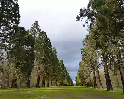 P1100164 Allée de séquoias plantés en 1887 sur une longueur de 800 mètres, parc de Villeroy, Mennecy