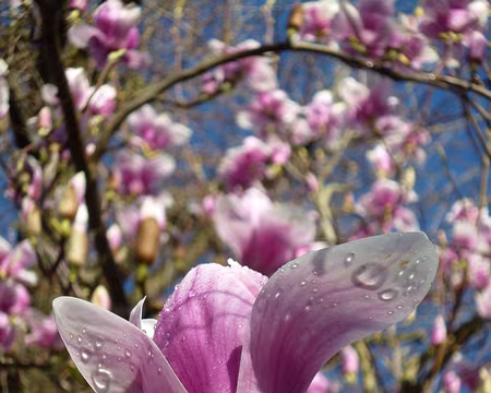 P1100169 Magnolias. Merci à Jean-Claude pour la 33è étape du Tour de l'Ile-de-France de La Ferté-Alais à Mennecy.