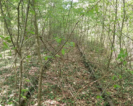 IMG_20190420_160637 La nature reprend sa place...