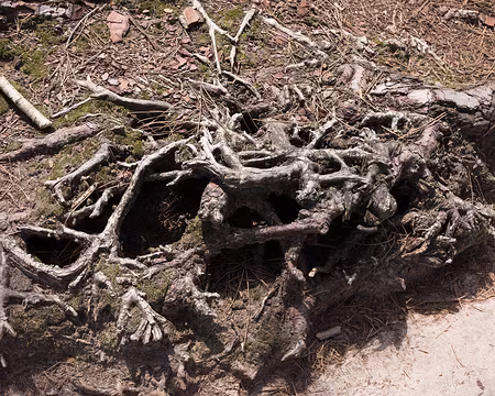 061_4V1A1116 Dentelle de Fontainebleau