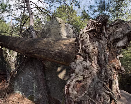 083_4V1A1211 Rocher Cailleau