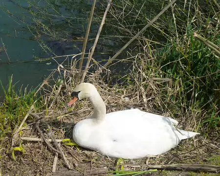 P1100347 C'est la couvaison au bord du fleuve
