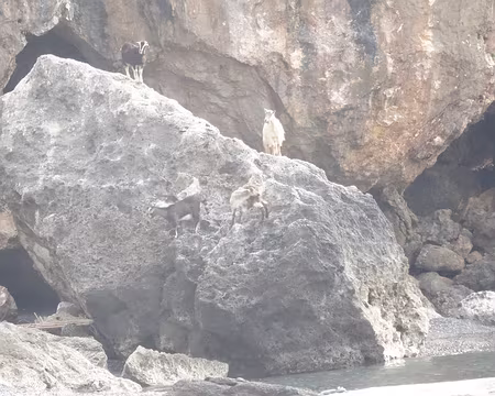 DSC07257 Biquettes s'agrippant au rocher