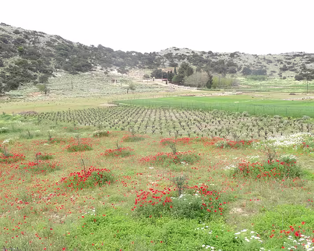 DSC07261 Vigne et coquelicots