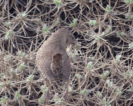 DSC07523 Troglodyte?