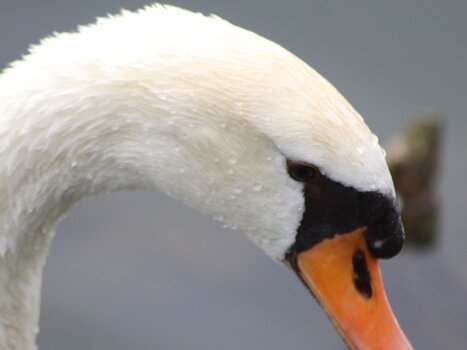 Bernadette Bernadette B, détail sortie