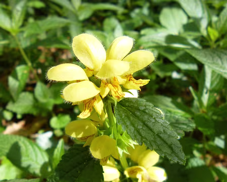 P1100475 Lamier jaune ou ortie jaune