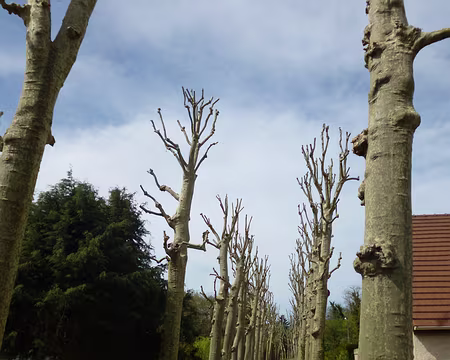P1100486 La conduite d'eau était sous ce sentier menant...