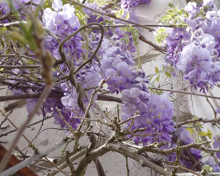 P1100493 Glycine. Merci à Jean-Claude.